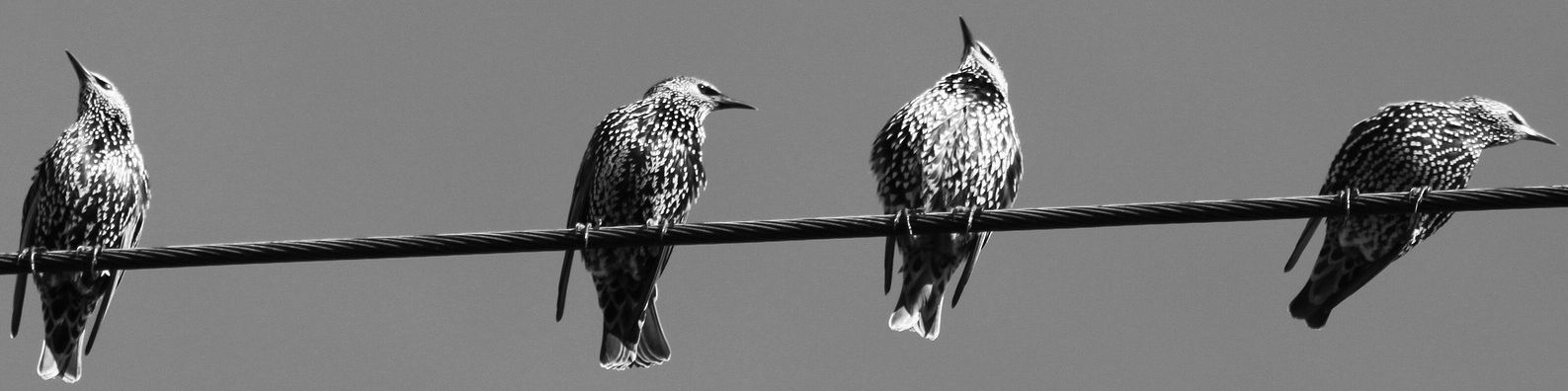 Christineley.ch Oiseauxnb Violetta